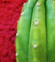 Photo of San Pedro cactus: [Plantio, Cuidado, Substrato, Irrigação]