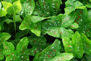 Photo of Caladium: [Funções, semeadura, cuidado, Irrigação e substrato]