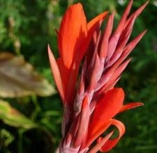 Photo of Canna indica: [Semeadura, cuidado, Irrigação, substrato e Pragas]