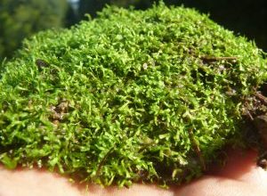 Photo of Riccia fluitans plantas [de cuidados, cultura, características e Necessidades]