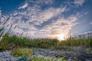 Photo of Stipa tenacissima OU esparto: [Semeadura, Cuidado, Irrigação, Substrato]