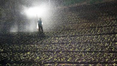 Photo of O Que É ou lixiviados? Utilizado para? Como meu jardim e PODEM vontade agricultura benefício?