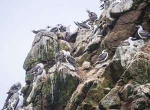 Photo of Guano: [Fertilizante, benefícios e como irá preparar nutriente-lo]