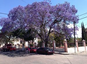 Photo of Irrigação jacarandá: [Necessidades, frequência e Procedimento]