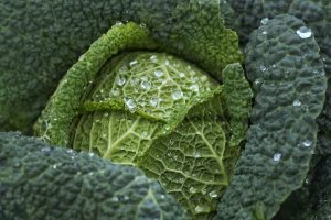 Photo of SOW Kale: [Substrato, Cuidado, Irrigação, Pragas e Doenças]