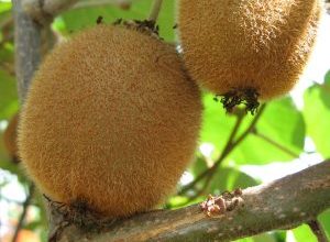 Photo of Prune Kiwis: [SIGNIFICADO, Tempo, Ferramentas, Considerações e Passos]