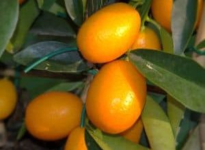 Photo of Kumquats: [Plantio, Cuidado, Irrigação, Substrato, Pragas e Doenças]