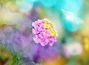 Photo of Lantana: [cultivo, cuidado, Irrigação, substrato e Pragas Doenças]