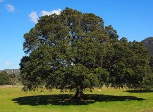 Photo of Prune para Laurel: [SIGNIFICADO, Tempo, Ferramentas, Considerações e Passos]