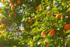 Photo of Prune hum mandarim: [SIGNIFICADO, Tempo, Ferramentas, Considerações e Passos]