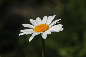 Photo of Poda Daisy: [SIGNIFICADO, Tempo, Considerações e Passos]