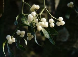 Photo of Visco: [cultivo, cuidado, Irrigação, substrato e Pragas Doenças]