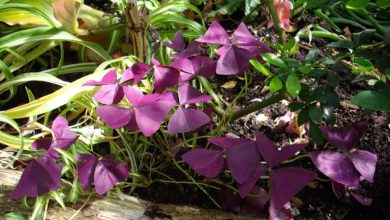 Photo of Oxalis triangularis como andar borboleta plantio ou: [Guia completa]