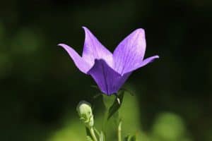 Photo of Platycodon [cuidado, semeadura, Irrigação, eu substrato e Pragas]