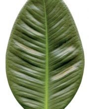 Photo of Ficus Elastica OU Gomero: [Plantio, Cuidado, Substrato e Irrigação]