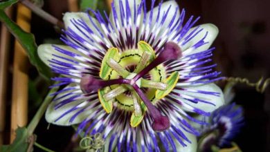 Photo of Como Semear Passiflora em Seu Jardim: [Guia completa]