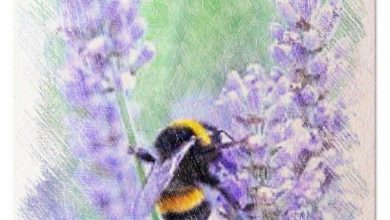 Photo of Plantio de lavanda em [12 passos]: tudo ou necessidade de conhecer e Muito rápido Você Mais