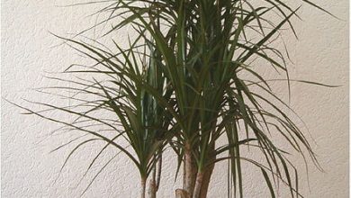 Photo of Guia Completo Dracaena marginata Plantio: Como, Quando e Onde Fazer?