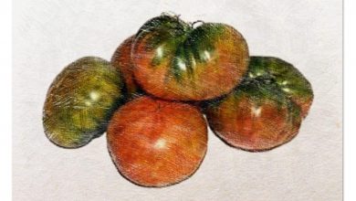 Photo of [13] passos para tomates vegetais: tudo rápido Você ou necessidade de saber