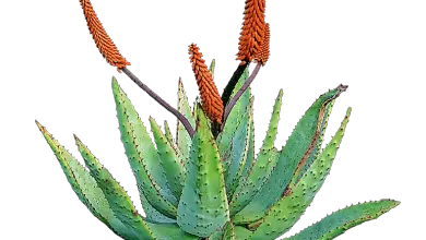 Photo of Aloe Vera: [Semeadura, cuidado, Irrigação, substrato e Pragas]