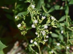 Photo of Stevia: [cuidados Semeadura, eu Irrigação, eu substrato e Pragas]