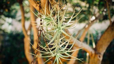 Photo of Tillandsia planta OU AR [plantio, me interessa, eu Irrigação e substrato]