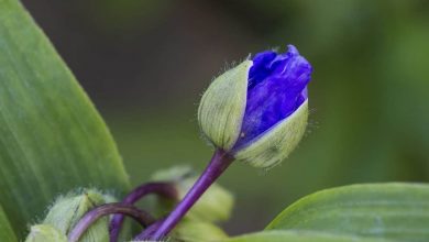 Photo of Nurture em Seu jardim de Tradescantia (Tronco do Brasil): [Irrigação, Cuidado, Poda e Substrato]