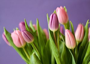 Photo of Pragas e Doenças da Tulipa: [Detecção, Causas e Soluções]