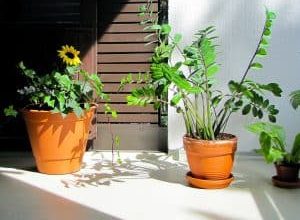 Photo of O Zamioculcas: [Cuidado, Semeadura, Irrigação, Substrato]