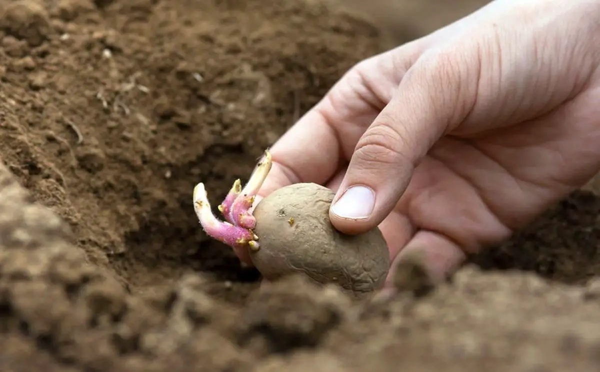 Cómo Sembrar Patatas En El Huerto Noticias De Jardim 2297